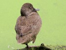 Freckled Duck (WWT Slimbridge September 2012) - pic by Nigel Key